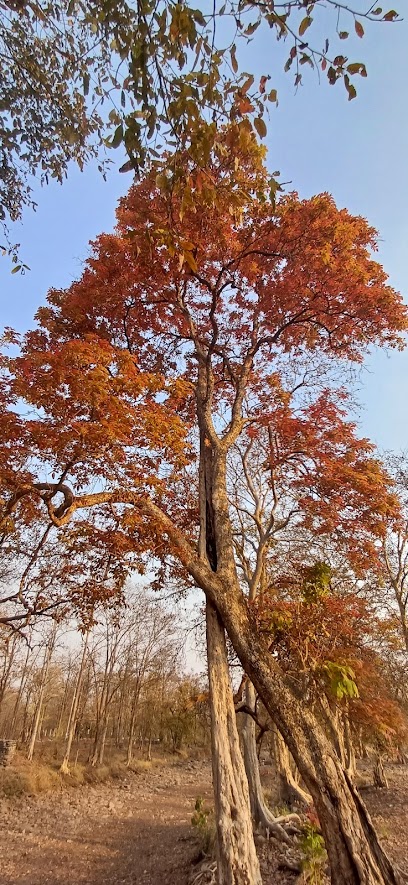 Yaarnagar jungle resort