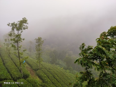 Tree House Home Stay