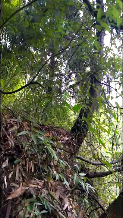 賨人谷假日酒店