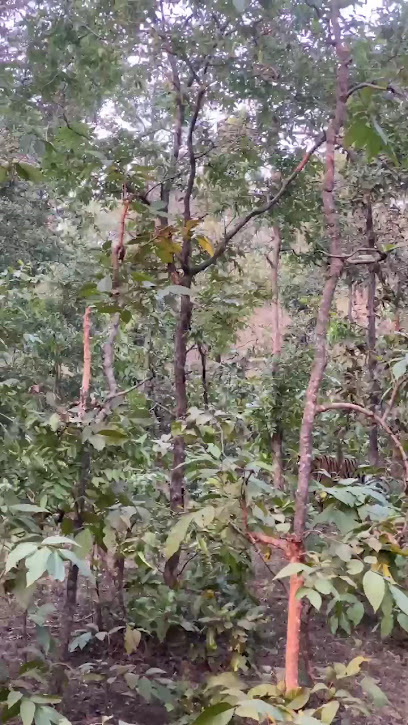 Dev Heritage Tiger Jungle Resort