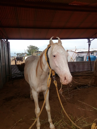 ஹபீசாஹி இல்லம்