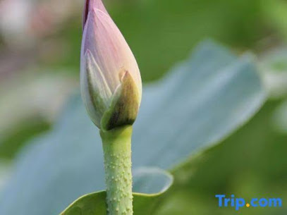 Zhoukou Feiyi Culture Homestay