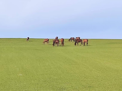 陈巴尔虎旗宝日希勒镇华联酒店