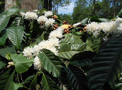 OYO 10903 Ninja Home Stay