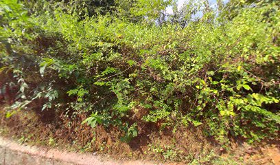 Gokarna Homestay